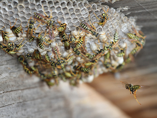 Illustration for article titled Shooting Challenge: Bugs Gallery (Part 3)